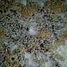 споровая взвесь Panaeolus Cyanescens Jamaica споровая взвесь Panaeolus Cyanescens Jamaica