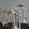 недорого споры псилоцибиновых грибов Panaeolus Cyanescens Jamaica недорого споры псилоцибиновых грибов Panaeolus Cyanescens Jamaica