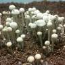купить отпечатки псилоцибиновых грибов Спб Panaeolus Cyanescens Jamaica купить отпечатки псилоцибиновых грибов Спб Panaeolus Cyanescens Jamaica
