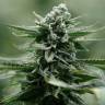 Chewing Gum feminised RuSeeds Chewing Gum feminised RuSeeds