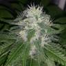 семена конопли с доставкой Mataro Blue CBD feminised Kannabia Seeds семена конопли с доставкой Mataro Blue CBD feminised Kannabia Seeds