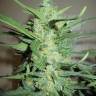 семена конопли в России Auto Ice Cool feminised Sweet Seeds семена конопли в России Auto Ice Cool feminised Sweet Seeds