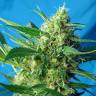 семена конопли Спб Auto Ice Cool feminised Sweet Seeds семена конопли Спб Auto Ice Cool feminised Sweet Seeds