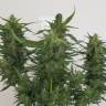 семена конопли Москва Auto Ice Cool feminised Sweet Seeds семена конопли Москва Auto Ice Cool feminised Sweet Seeds