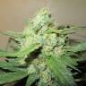 семена конопли для курения Auto Ice Cool feminised Sweet Seeds семена конопли для курения Auto Ice Cool feminised Sweet Seeds