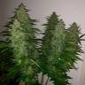 семена конопли купить Auto Royal Kush feminised семена конопли купить Auto Royal Kush feminised