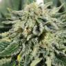 семена конопли с доставкой Neville's Haze feminised семена конопли с доставкой Neville's Haze feminised