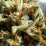 семена конопли автоцвет Auto Exodus Cheese feminised Green House Seeds семена конопли автоцвет Auto Exodus Cheese feminised Green House Seeds