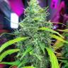 купить онлайн семена конопли  El Queso feminised RuSeeds купить онлайн семена конопли  El Queso feminised RuSeeds