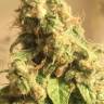 мощные семена конопли  El Queso feminised RuSeeds мощные семена конопли  El Queso feminised RuSeeds