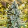 элитные семена конопли  El Queso feminised RuSeeds элитные семена конопли  El Queso feminised RuSeeds