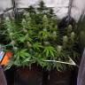 мощные семена конопли LSD feminised Barneys Farm мощные семена конопли LSD feminised Barneys Farm