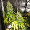 семена конопли LSD feminised Barneys Farm семена конопли LSD feminised Barneys Farm