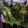 семена конопли с доставкой LSD feminised Barneys Farm семена конопли с доставкой LSD feminised Barneys Farm