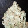 семена конопли с доставкой Auto Monster Mash feminised Exotic Seed семена конопли с доставкой Auto Monster Mash feminised Exotic Seed