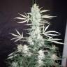 заказать качественные семена конопли Auto Royal Critical feminised Royal Queen заказать качественные семена конопли Auto Royal Critical feminised Royal Queen