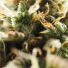 семена конопли почтой Auto Jack 47 feminised Sweet Seeds семена конопли почтой Auto Jack 47 feminised Sweet Seeds