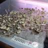споровый оттиск Panaeolus Cambodginiensis  споровый оттиск Panaeolus Cambodginiensis