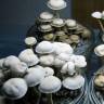 заказать отпечатки псилоцибиновых грибов Panaeolus Cambodginiensis  заказать отпечатки псилоцибиновых грибов Panaeolus Cambodginiensis
