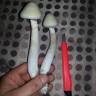 мицелии Panaeolus Cambodginiensis  мицелии Panaeolus Cambodginiensis