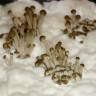 споровая взвесь Panaeolus Cambodginiensis  споровая взвесь Panaeolus Cambodginiensis