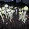 отпечатки псилоцибиновых грибов в России Panaeolus Cambodginiensis  отпечатки псилоцибиновых грибов в России Panaeolus Cambodginiensis