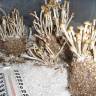 купить отпечатки псилоцибиновых грибов Спб Panaeolus Cambodginiensis  купить отпечатки псилоцибиновых грибов Спб Panaeolus Cambodginiensis