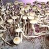 заказать отпечатки псилоцибиновых грибов Panaeolus Cambodginiensis  заказать отпечатки псилоцибиновых грибов Panaeolus Cambodginiensis