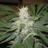 семена конопли интернет магазин Auto Super Bud feminised Green House Seeds семена конопли интернет магазин Auto Super Bud feminised Green House Seeds