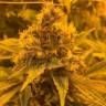 урожайные семена конопли NeiL Haze regular Kannabia Seeds урожайные семена конопли NeiL Haze regular Kannabia Seeds