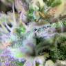 семена конопли элитных сортов Auto Shark feminised Pyramid Seeds семена конопли элитных сортов Auto Shark feminised Pyramid Seeds