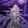 где можно заказать семена конопли Auto Killer Kush feminised Sweet Seeds где можно заказать семена конопли Auto Killer Kush feminised Sweet Seeds