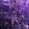 семена конопли автоцвет Auto Killer Kush feminised Sweet Seeds семена конопли автоцвет Auto Killer Kush feminised Sweet Seeds