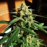 хорошие семена конопли Auto Killer Kush feminised Sweet Seeds хорошие семена конопли Auto Killer Kush feminised Sweet Seeds