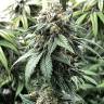 купить качественные семена конопли White Widow x Bubble Gum feminised купить качественные семена конопли White Widow x Bubble Gum feminised