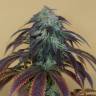 урожайные семена конопли Auto King’s Kush feminised Green House Seeds урожайные семена конопли Auto King’s Kush feminised Green House Seeds