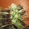 семена конопли Kun feminised Bang Seeds семена конопли Kun feminised Bang Seeds