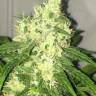 Auto Jock Horror regular Ganja Seeds Auto Jock Horror regular Ganja Seeds