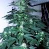 семена конопли интернет магазин Orange Sherbert feminised Barneys Farm семена конопли интернет магазин Orange Sherbert feminised Barneys Farm
