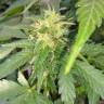 семена конопли гидропоники Auto Super Hash feminised Pyramid Seeds семена конопли гидропоники Auto Super Hash feminised Pyramid Seeds