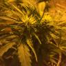 семена индийской конопли Auto Royal Haze feminised Royal Queen семена индийской конопли Auto Royal Haze feminised Royal Queen