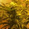 заказ семян конопли Москва Auto Royal Haze feminised Royal Queen заказ семян конопли Москва Auto Royal Haze feminised Royal Queen