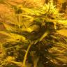 заказ семян конопли Auto Royal Haze feminised Royal Queen заказ семян конопли Auto Royal Haze feminised Royal Queen