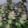 Семена конопли Auto Critical Plus feminised Ganja Seeds Семена конопли Auto Critical Plus feminised Ganja Seeds