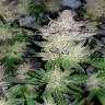 Семена каннабиса Auto Critical Plus feminised Ganja Seeds Семена каннабиса Auto Critical Plus feminised Ganja Seeds