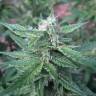 урожайные семена конопли Auto Haze feminised урожайные семена конопли Auto Haze feminised