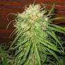 семена конопли в оригинальных упаковках Jamaican Orange Skunk feminised семена конопли в оригинальных упаковках Jamaican Orange Skunk feminised