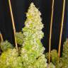 Auto Moscow feminised Ganja Seeds Auto Moscow feminised Ganja Seeds