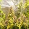 семена конопли с доставкой в рф Auto Super Lemon Haze feminised семена конопли с доставкой в рф Auto Super Lemon Haze feminised