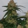 Auto Super Lemon Haze feminised Green House Seeds Auto Super Lemon Haze feminised Green House Seeds